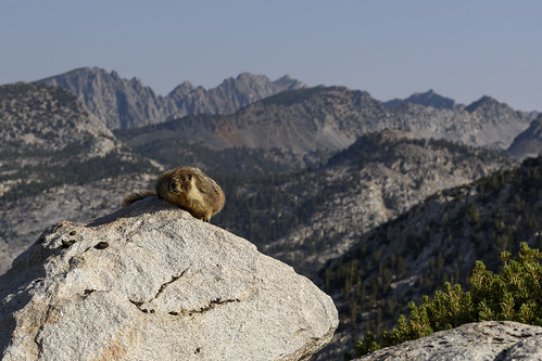 sierranevada sierra sierraphile anseladamswilderness johnmuirtrail jmt california hiking backpacking backcountry outdoor wilderness mountains wildlife marmot