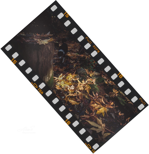 Autumn Forest - Film Hasselblad