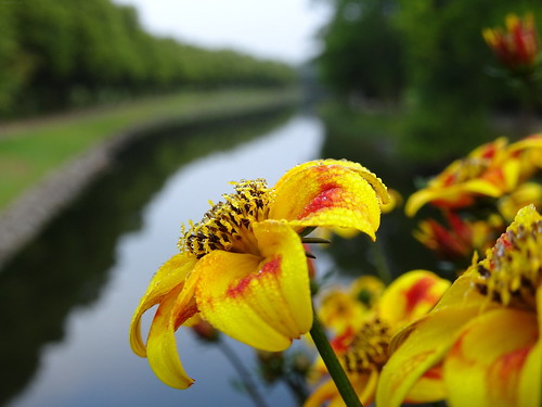 Summer Flowers Over Canal ☺ | by crush777roxx