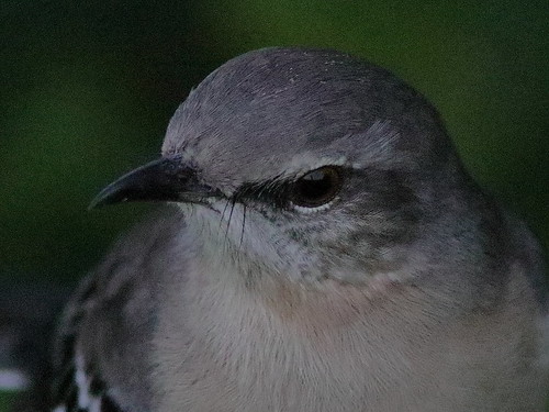 Northern Mockingbird macro at sunrisecrop  01-20181031