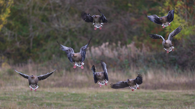 Pink-footed geese - arriving