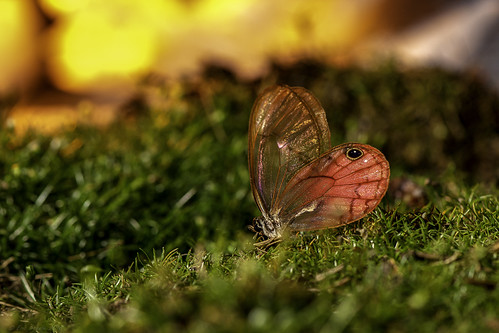 macro butterfly sunset staged still life red pink green grass dof insect bug peru nikon d7200 ericsteele photography macrodreams closeup