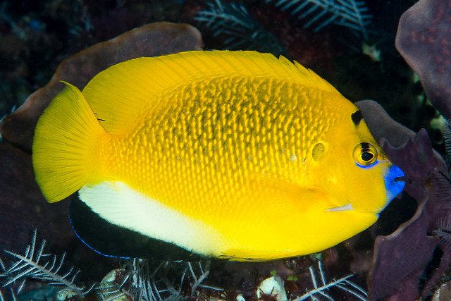 Three-spot angelfish - Apolemichthys trimaculatus