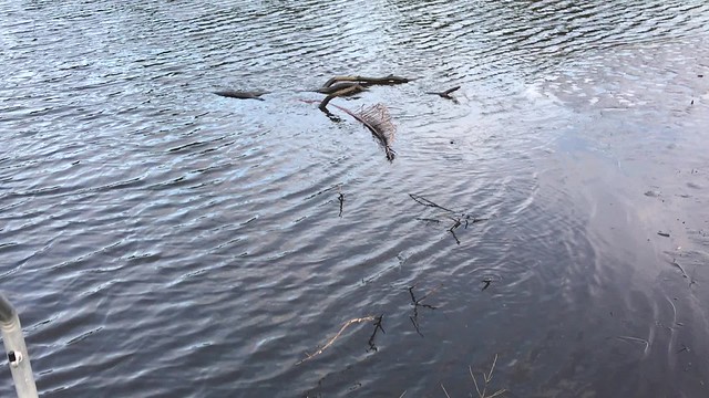 Low Tide in Phillippi Creek IMG_4084
