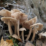 crop of fungi