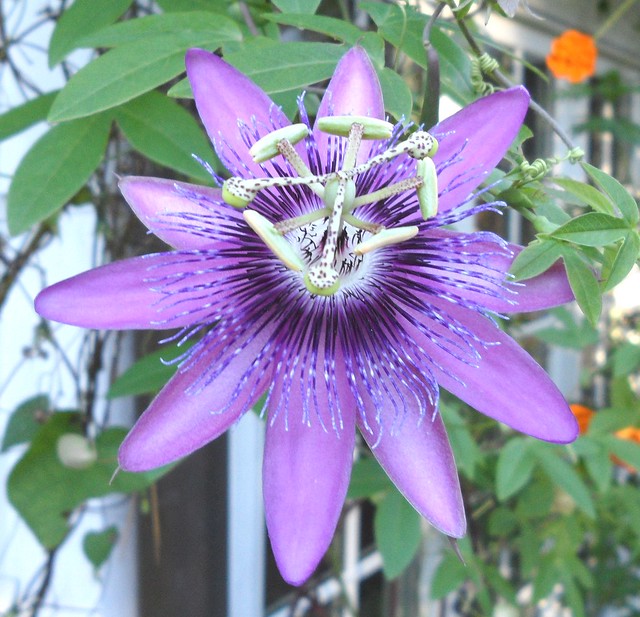 Passionflower (Passiflora Aphrodite's Purple Nightie)