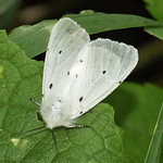 Graubär (Muslin Moth, Diaphora mendica)