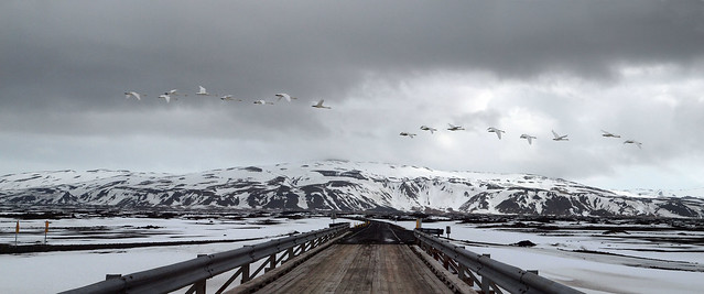 Skein of Swans, Þjórsárdalsvegur, Iceland