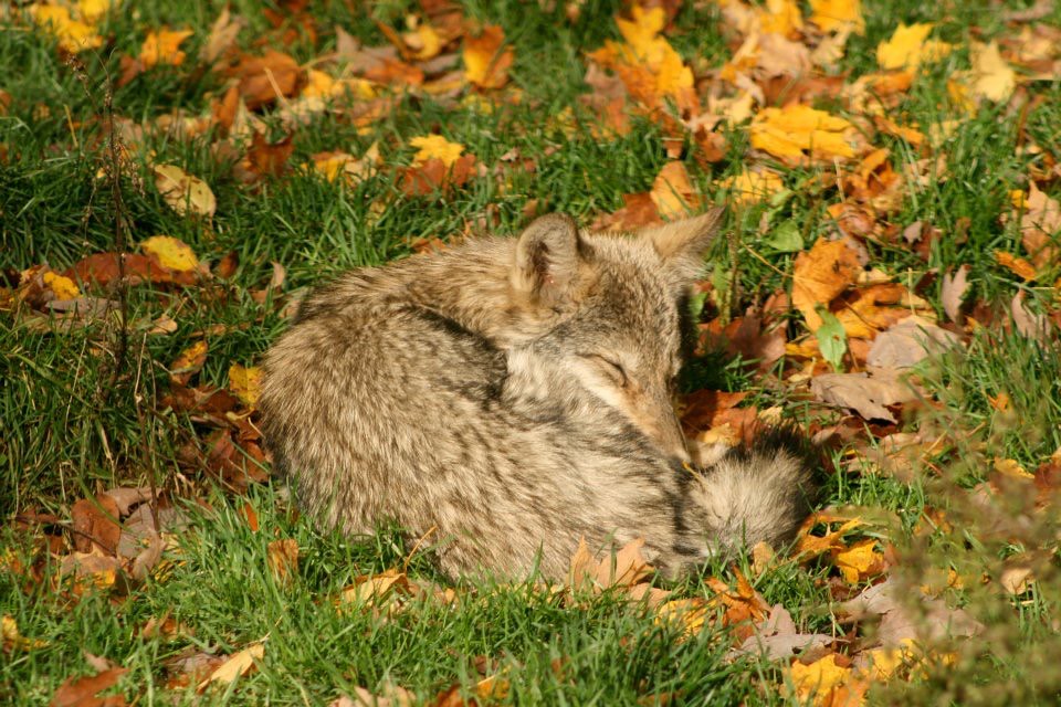 Wolf Fall Time Wolves and fall colours | nickcullum | Flickr