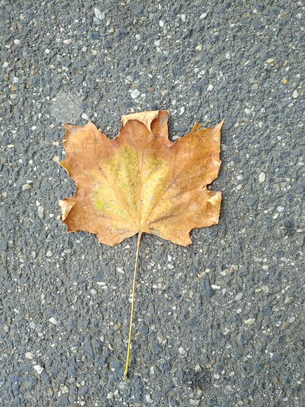Fallen Leaves #6