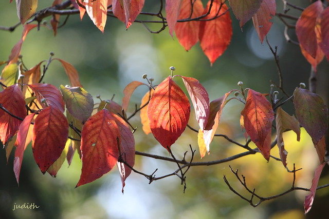 insinuations of autumn