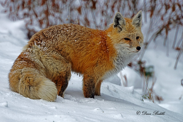 Winter fox in Mt Rainier National Park!