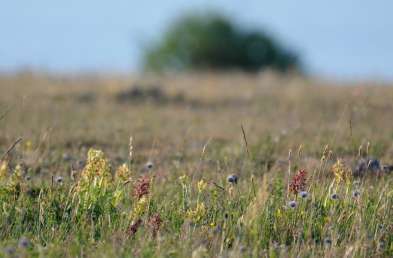 20180529-040F | Holunder-Fingerwurz (Dactylorhiza sambucina), abgeblüht, auf Stora Karlsö. Gotland/Schweden, 29.05.2018