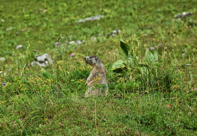 Marmotte dans le pré, Bauges, Savoie