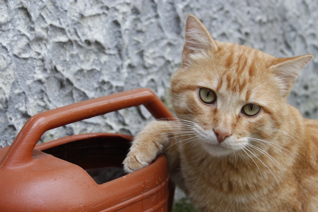 Cat and watering can | drink with the paw | Fabio Bini | Flickr