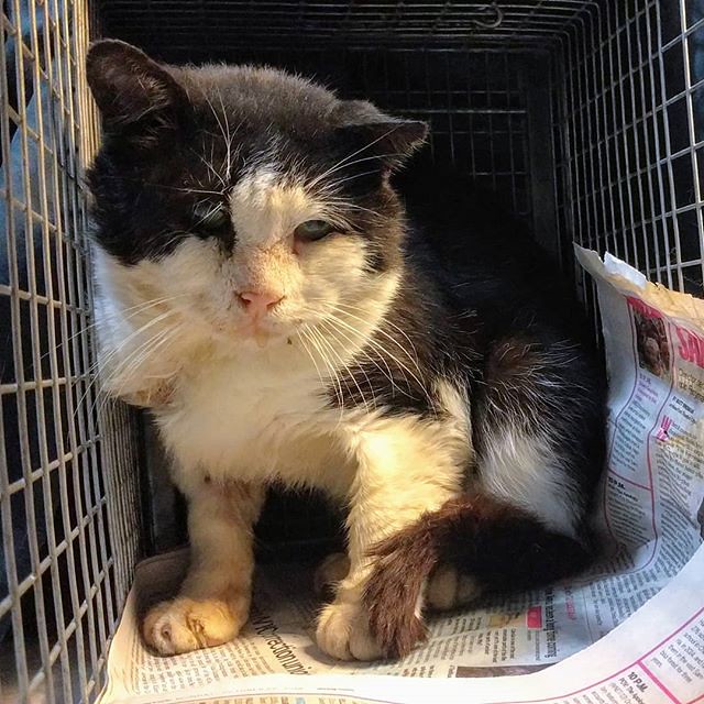 We trapped one of the newcomers over the weekend and got him neutered yesterday. Megamillion is 8 years old according to the ASPCA, is FIV+ and quite beat up. He'll be recovering with us for a while, but we hope he knows he's welcome to stay in our yard o