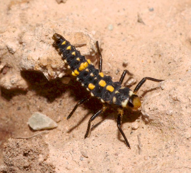 Ashy Gray Lady Beetle (Olla v-nigrum) larva; San Pedro River Valley ...