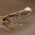 Monopis crocicapitella (Pale-backed Clothes Moth)