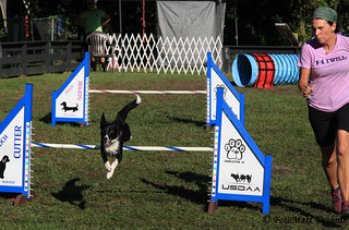 IMG_6390 | Sunday action at the 100th Agility Trial for LCDA… | Flickr