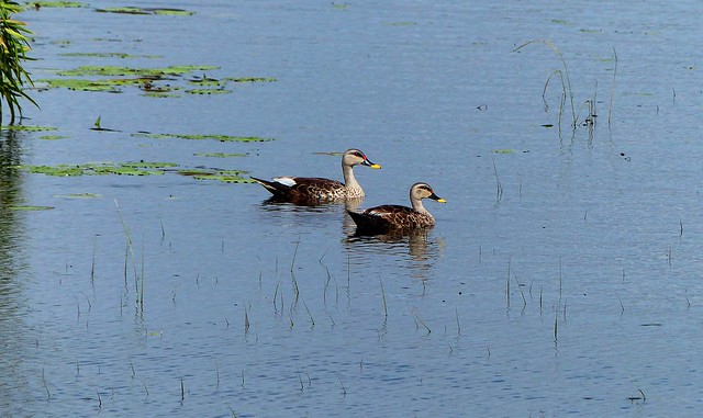 Spot-billed Duck - Pair - Pallikaranai Marshland