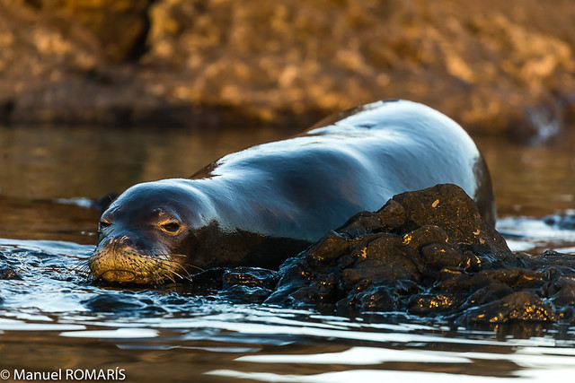 Seal, Kaena Point, Oahu, Hawaii, US
