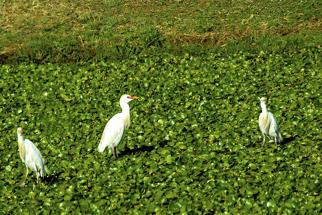 cattle egret birds