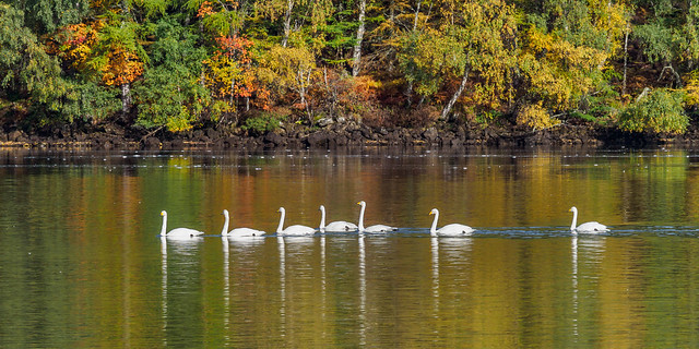 7 Swans a Swimming