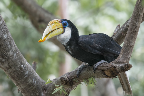 birds birdwatcher nature wildlife hornbills