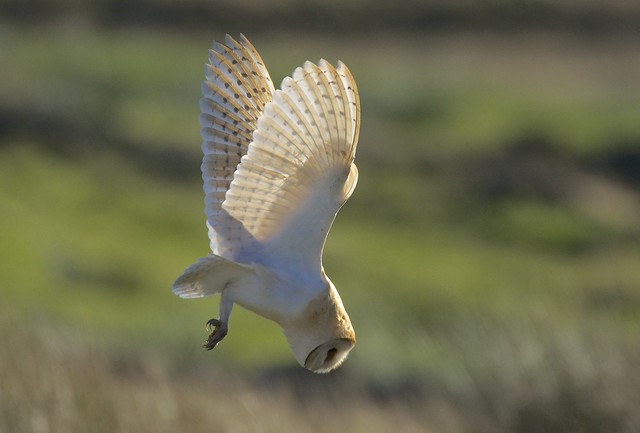 Barn Owl on the Hunt