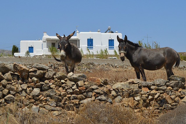 Attraversando la campagna verso la remota spiaggia di Merchia, sull'isola di Mykonos