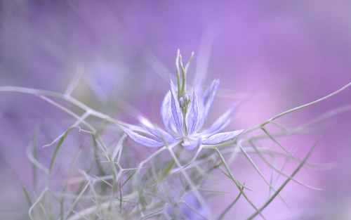 Love in a Mist | by Dotsy McCurly