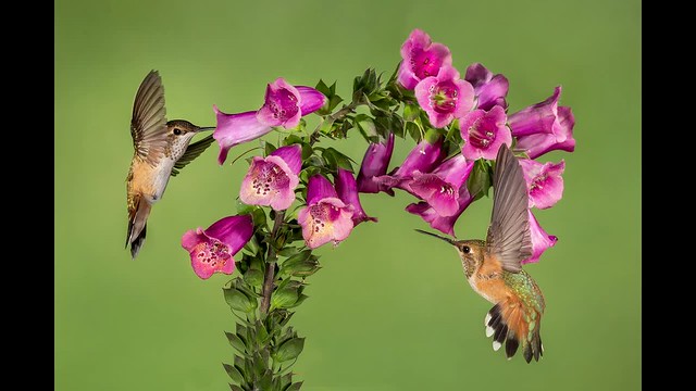 Hummingbird Set up