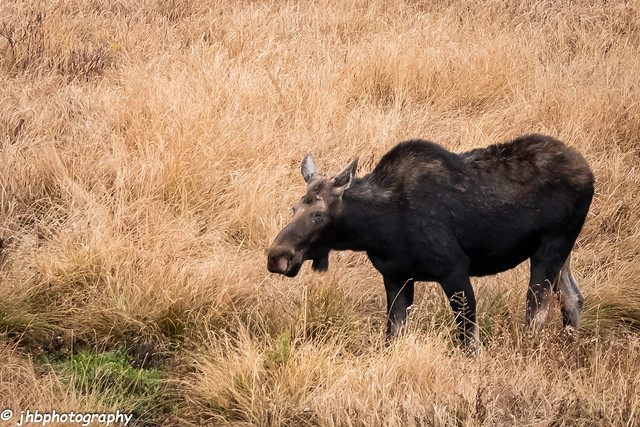 Moose - Grand Teton National Park - Fall 2018-37.jpg