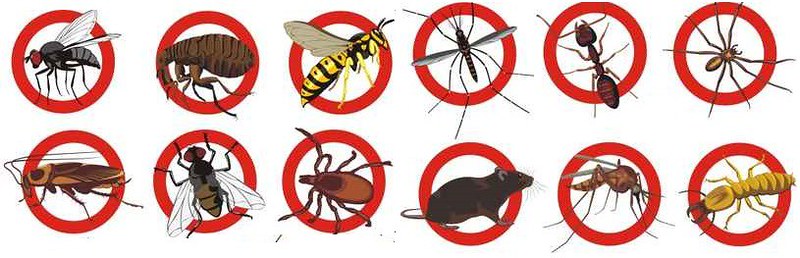 Pest Control Wahroonga, NSW 2076