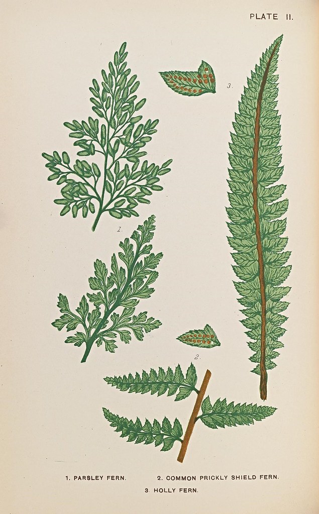 n45_w1150 | British ferns;. London,Gibbings,1903.. biodivers… | Flickr