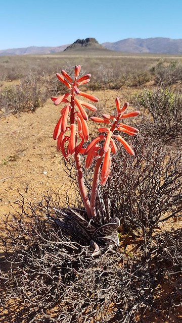 Gonialoe (Aloe) variegata, Tankwa Karoo
