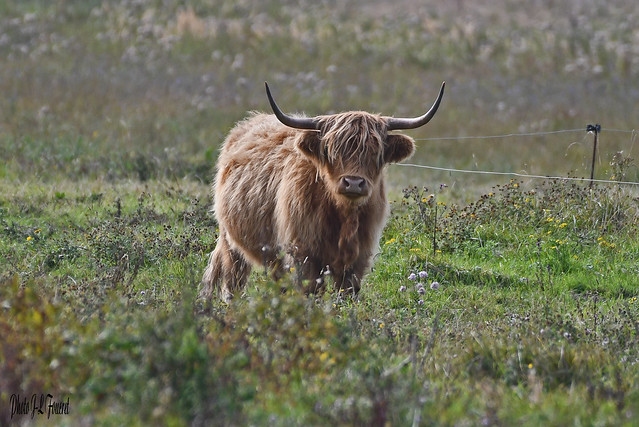 La highland ou Highland cattle
