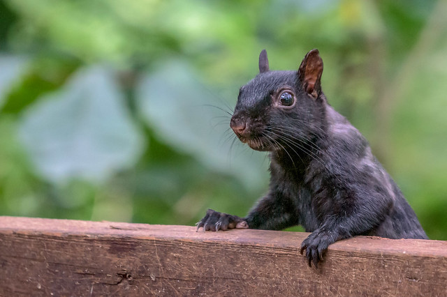 Black Squirrel Portrait