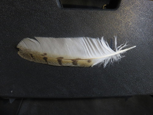 Barn Owl wing feather 20181009