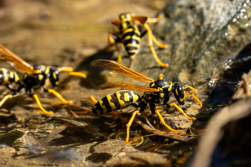 Swimming wasp | Carandoom | Flickr