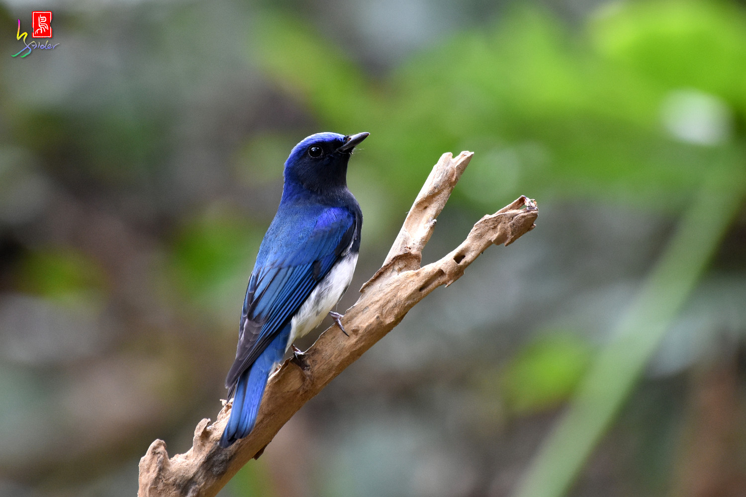 Blue-and-white_Flycatcher_8644