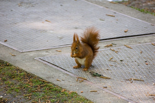 Red squirrel eating nut