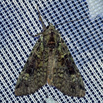 Grüne Heidelbeereule (Green Arches Moth, Anaplectoides prasina)