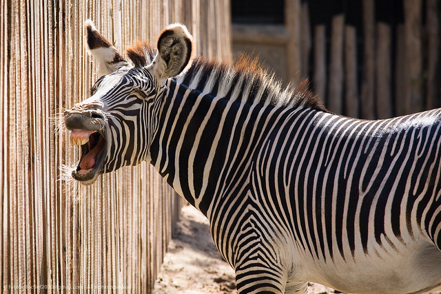 Laughing zebra