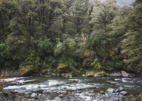 lisaridings fantommst fiordland national park southland nz newzealand hollyford river bush landscape