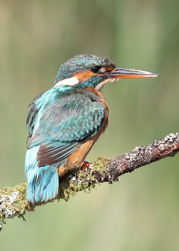Female Kingfisher | by bilska.anna