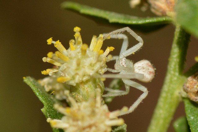 Crab Spider on Coyote Bush flowers