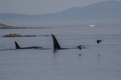 Orcas and Brandt's Cormorant
