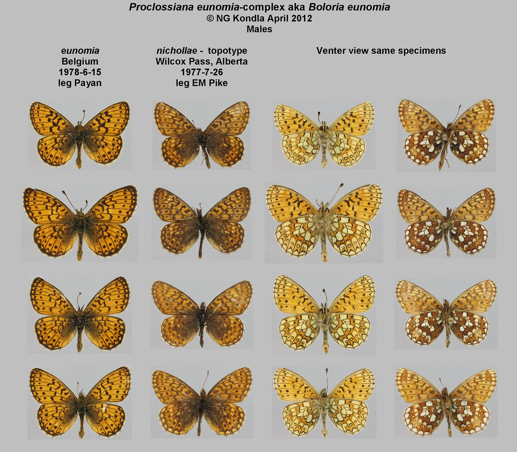 Proclossiana eunomia males aka Boloria eunomia | Norbert Kondla | Flickr