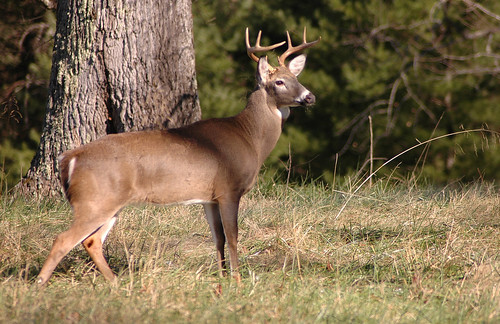 Photo of large buck in a field next to a tree